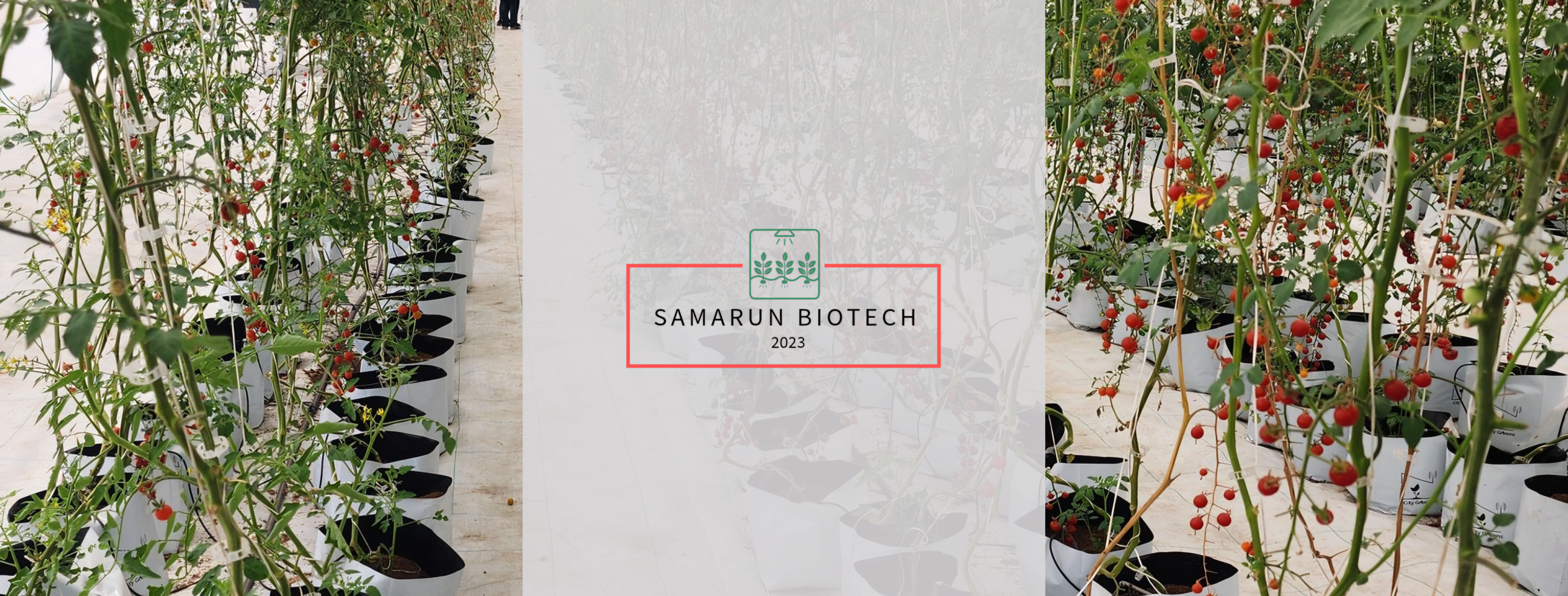 Samarun Biotech team working in a hydroponic greenhouse