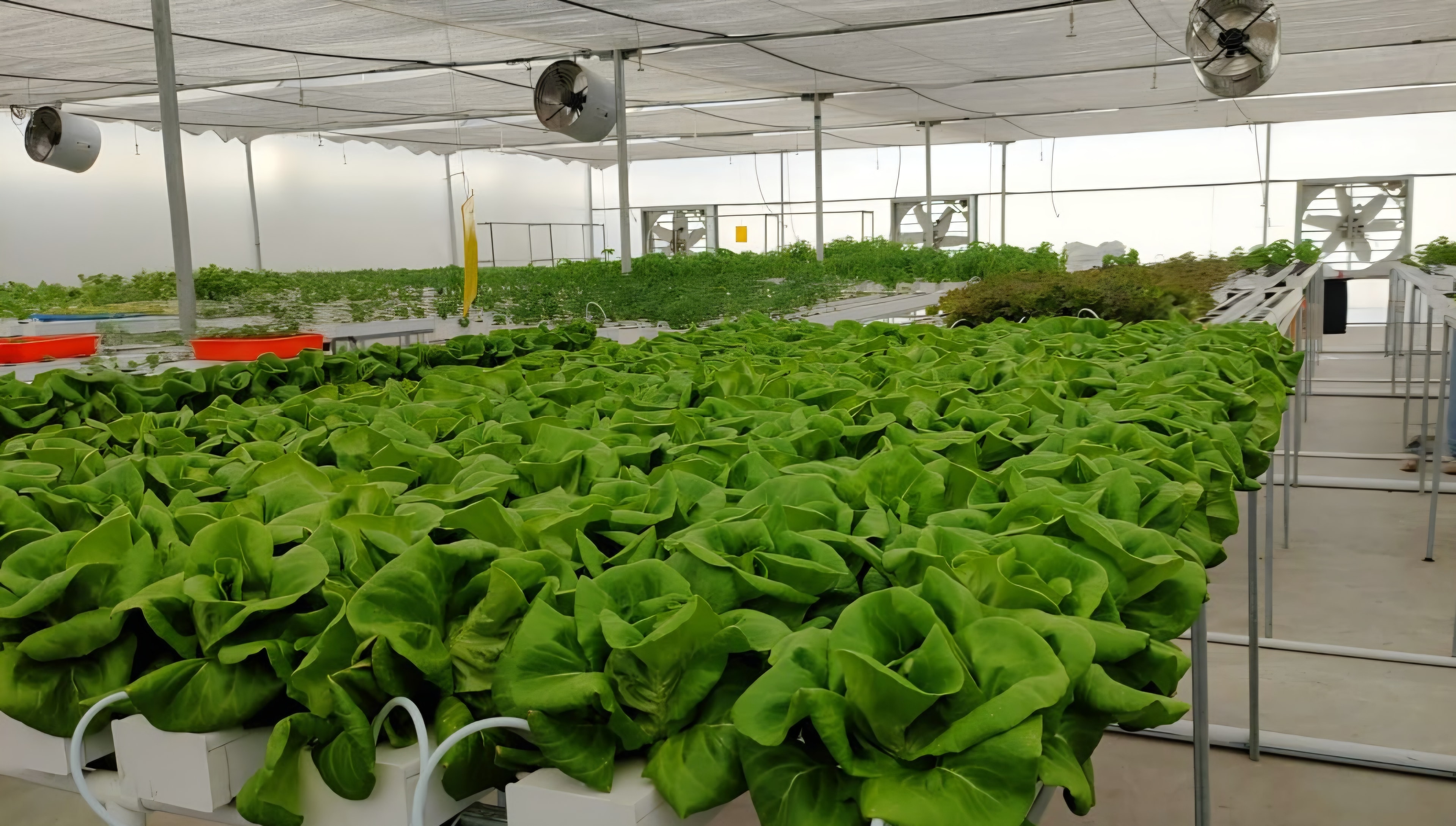 Farmer in modern hydroponic greenhouse